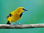 Oriole jaune