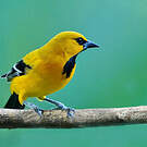 Oriole jaune
