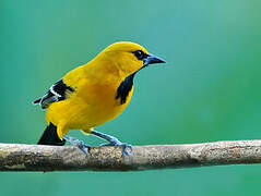 Oriole jaune