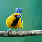 Oriole jaune