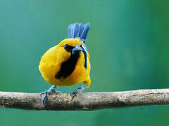 Yellow Oriole