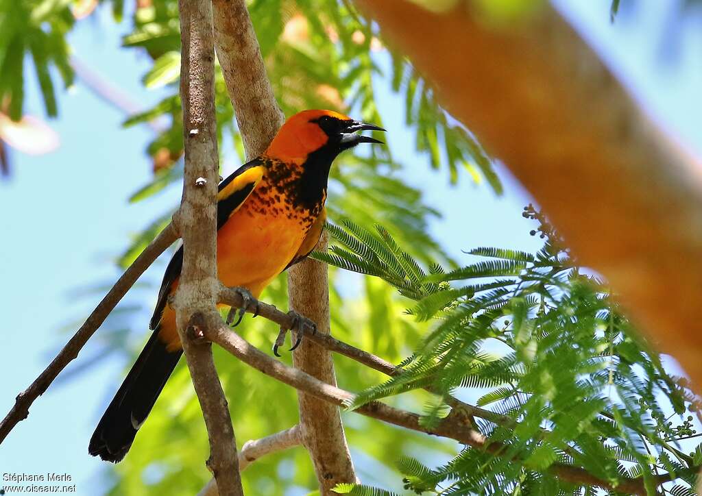 Oriole maculéadulte