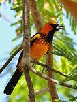 Oriole maculé