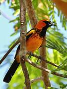 Oriole maculé