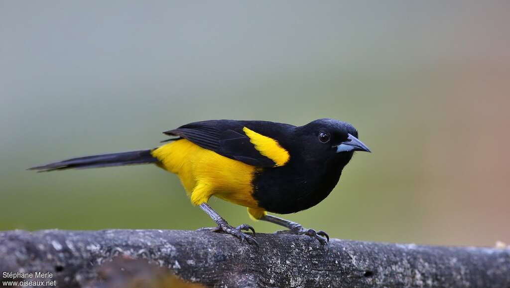 Oriole monacal mâle adulte, identification