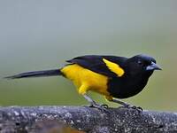 Oriole monacal