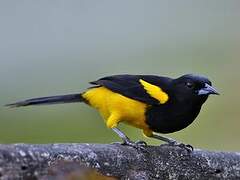 Black-cowled Oriole