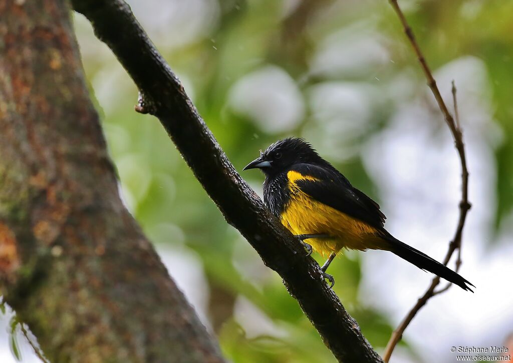 Black-cowled Oriole