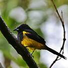 Oriole monacal