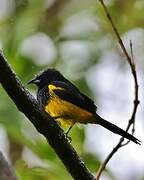 Black-cowled Oriole