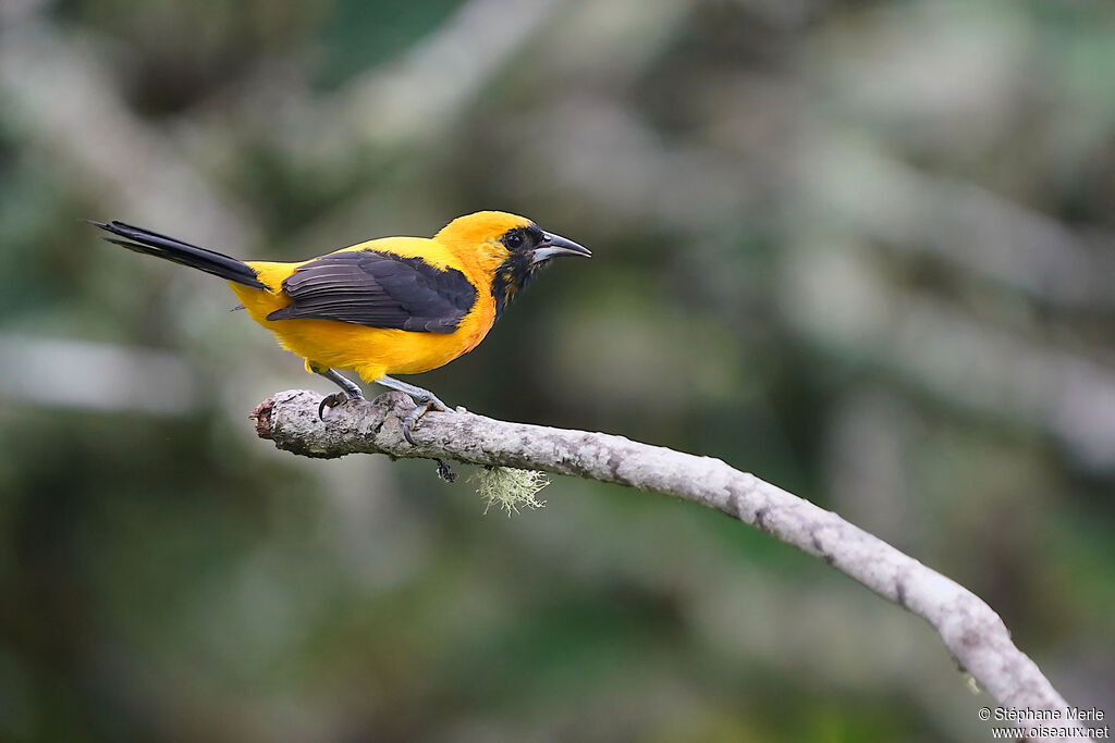 Oriole noir et orimmature