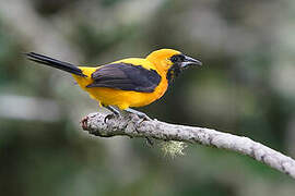 Yellow-backed Oriole