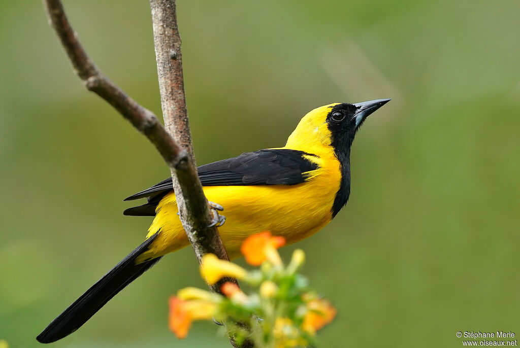 Oriole noir et oradulte