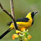 Oriole noir et or