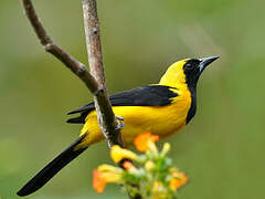 Yellow-backed Oriole