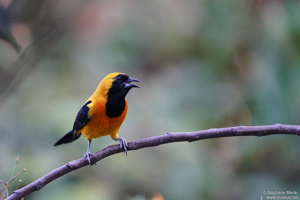 Oriole noir et oradulte