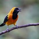 Oriole noir et or