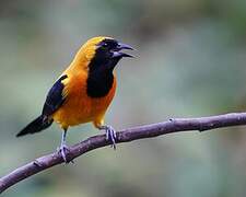 Yellow-backed Oriole