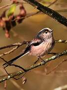 Long-tailed Tit