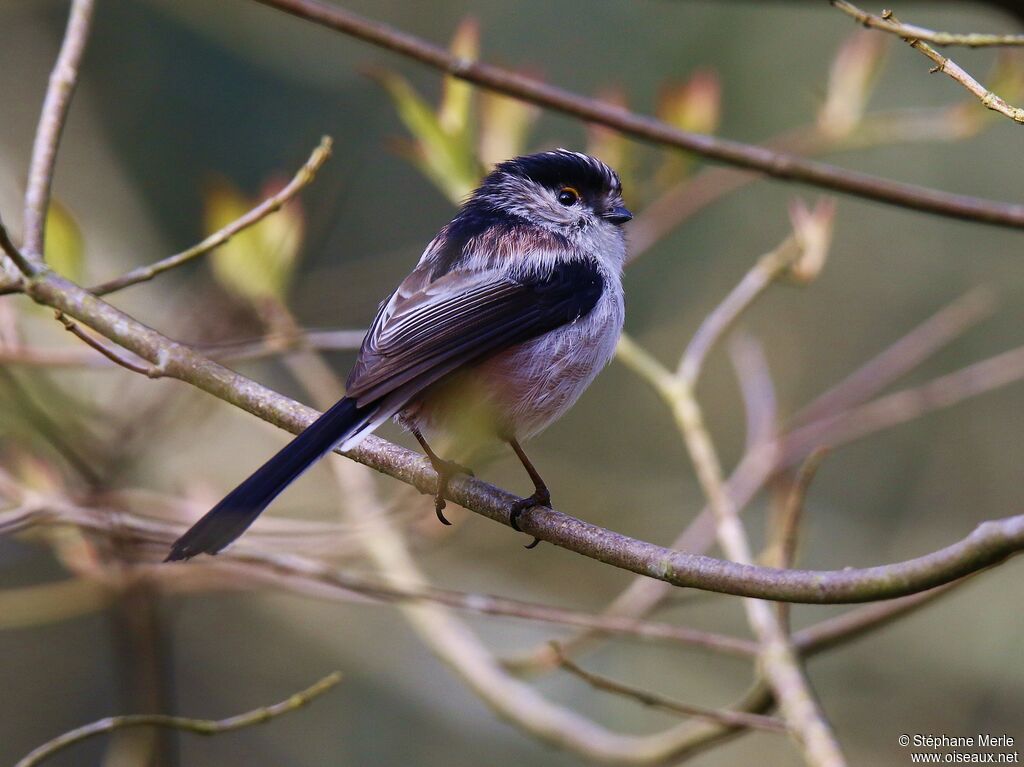 Long-tailed Tit