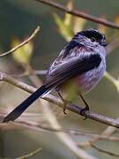 Long-tailed Tit