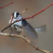 Long-tailed Tit