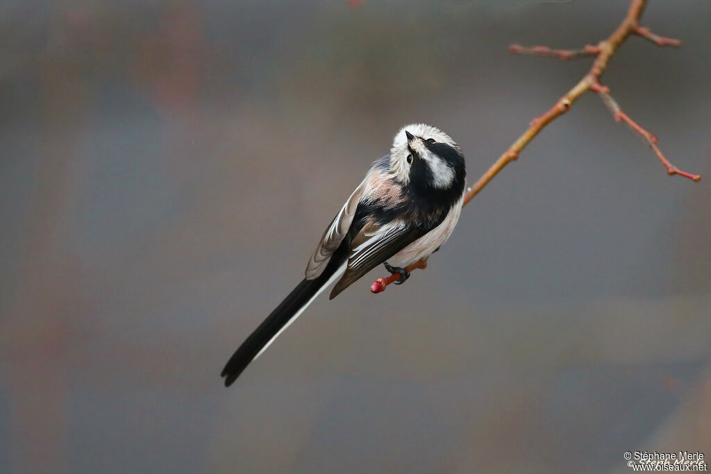 Long-tailed Titadult