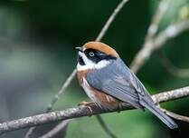 Orite à tête rousse