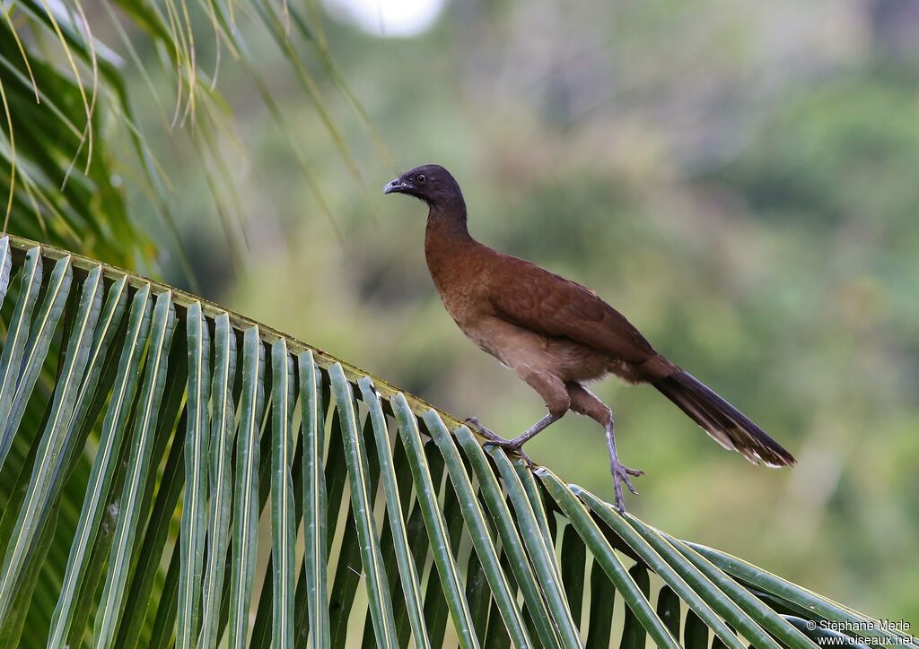 Grey-headed Chachalacaadult