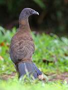 Grey-headed Chachalaca