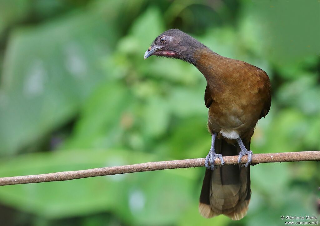 Grey-headed Chachalacaadult