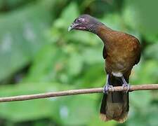 Grey-headed Chachalaca