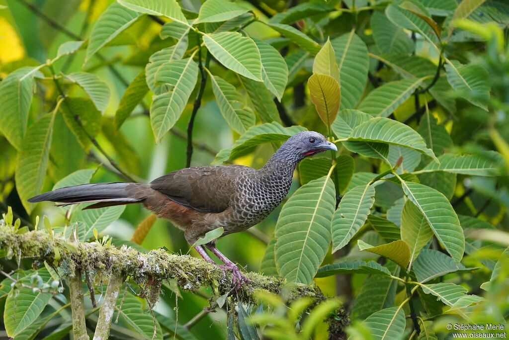 Colombian Chachalacaadult