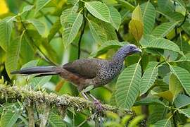 Colombian Chachalaca