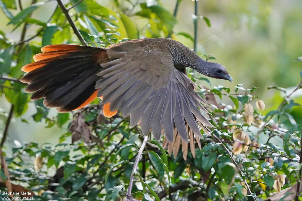 Colombian Chachalaca