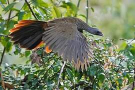 Colombian Chachalaca