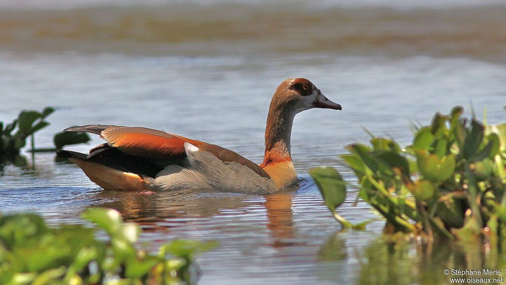 Egyptian Goose