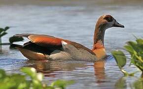 Egyptian Goose