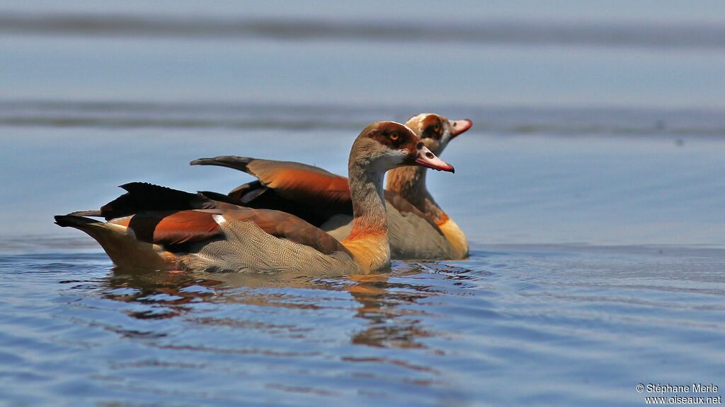 Egyptian Goose