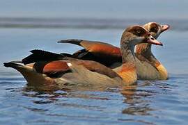 Egyptian Goose