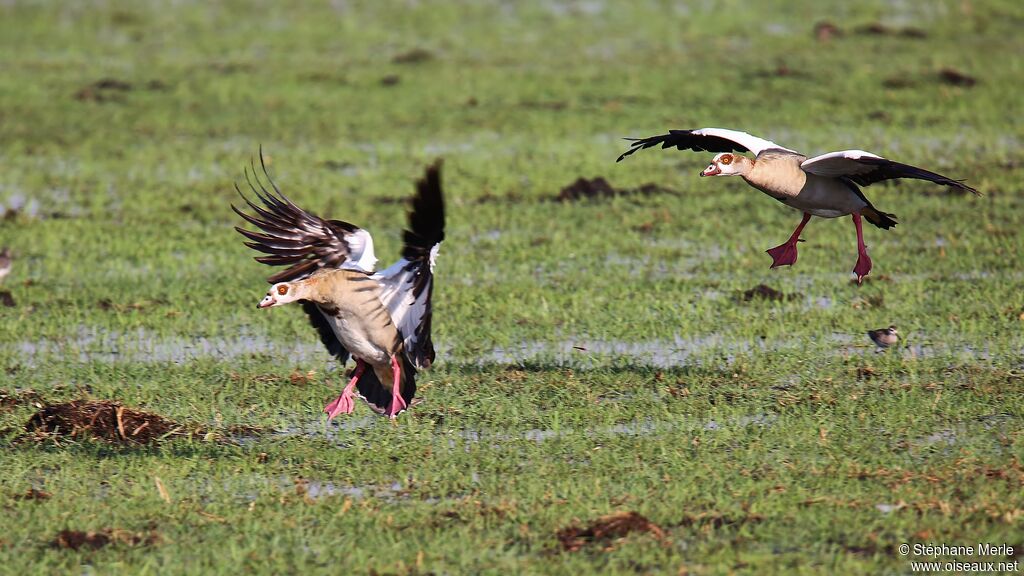 Egyptian Gooseadult