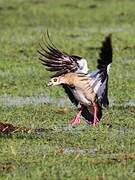 Egyptian Goose