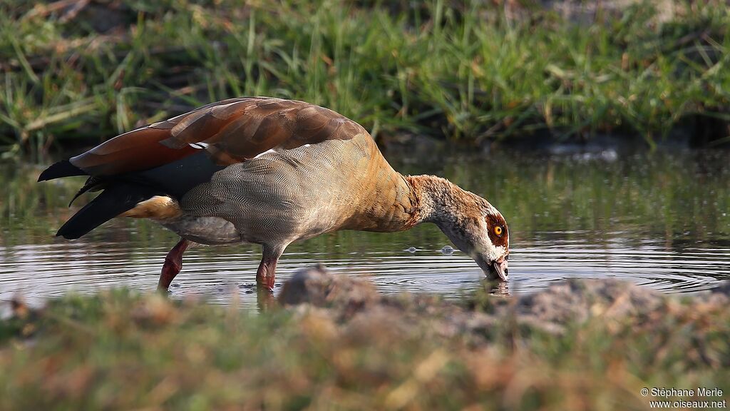 Egyptian Goose