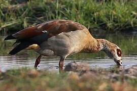 Egyptian Goose