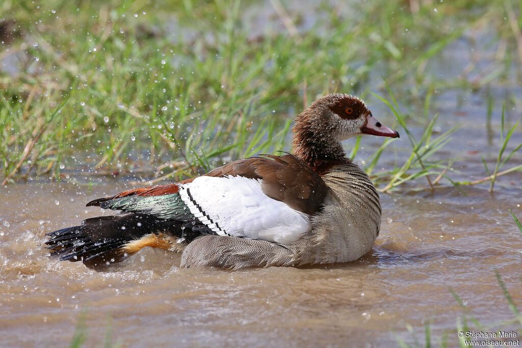 Egyptian Goose