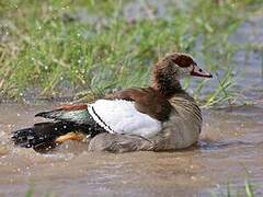 Egyptian Goose