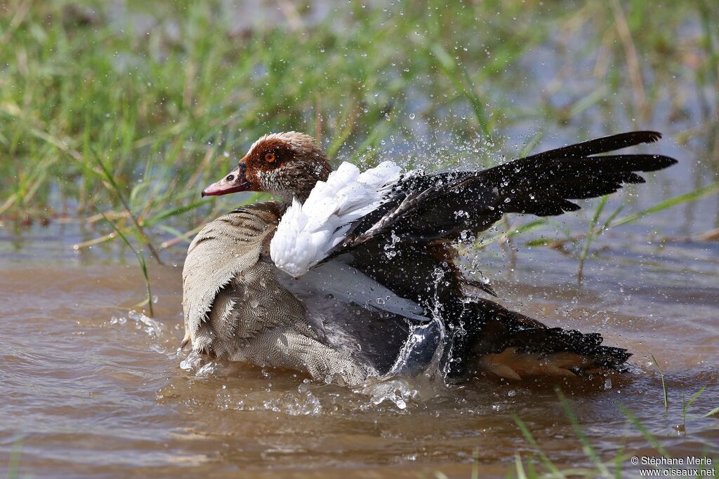 Egyptian Goose