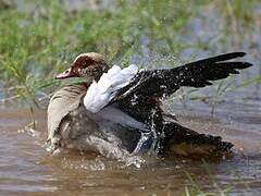 Egyptian Goose