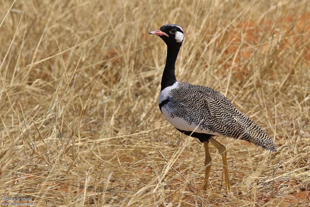 Northern Black Korhaan male, identification