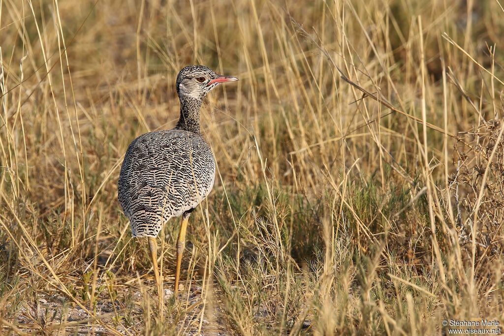 Northern Black Korhaan female